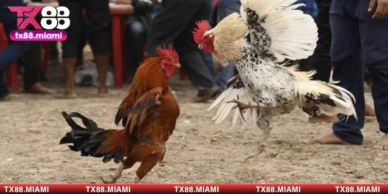 Chọn chiến kê theo độ tuổi phù hợp để tăng cơ hội thắng cược 