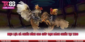 Mẹo Lựa Gà Chiến Đỉnh Cao Giúp Bạn Bách Chiến Tại TX88