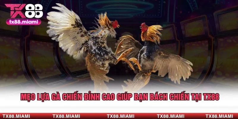 Mẹo Lựa Gà Chiến Đỉnh Cao Giúp Bạn Bách Chiến Tại TX88