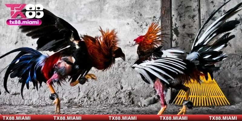 Nắm mẹo lựa gà chiến giúp bạn nâng cơ hội thắng cao hơn 